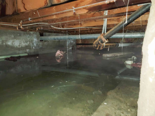 Best Professional water damage repair  in Linton Hall, VA