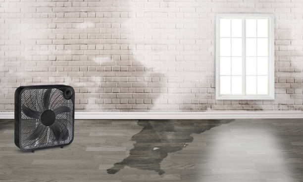 Best Water damage cleanup near me  in Linton Hall, VA